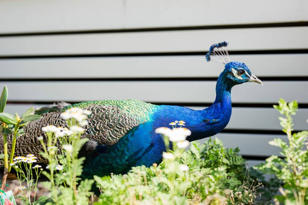 A peacock in Narrabundah. Photo: Ben Yosef
