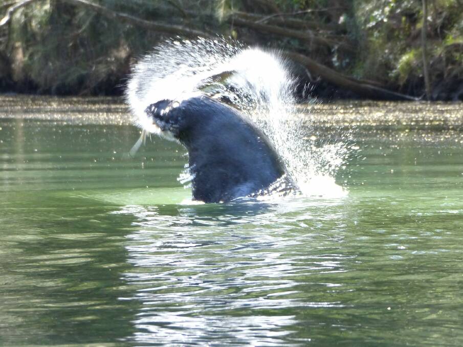 Phil Byrne of Florey was shocked to see a large seal surface with a fish while he was kayaking on the Tuross River. Photo: Phil Byrne