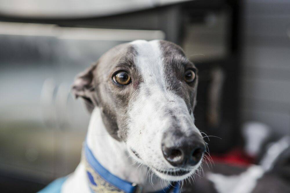 Affectionate: Opie, a rescued greyhound who is now in a loving family home. Photo: Jamila Toderas
