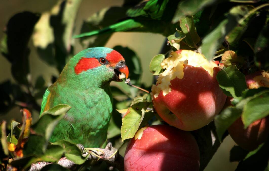 Every year the birds that eat the fruit perch  and leave their droppings as they eat. Photo: Melanie Faith Dove