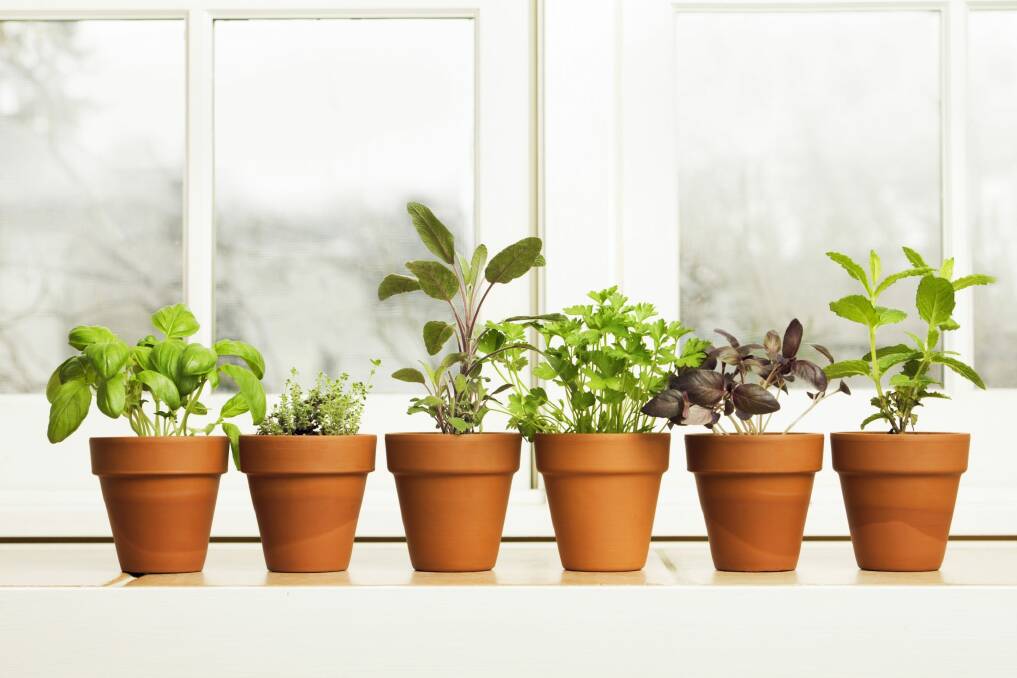 You don't need much space to create a thriving herb garden.  Photo: YinYang