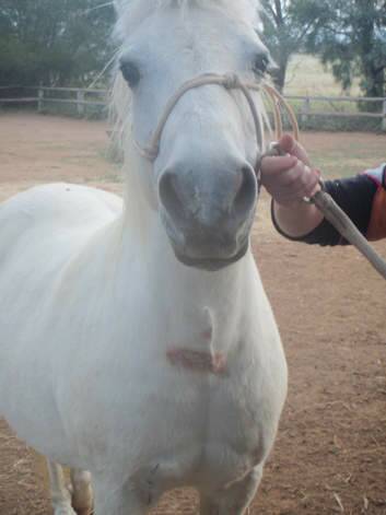 Cariad the horse was injured in the ACT Government Horse Paddock. Photo: ACT Policing