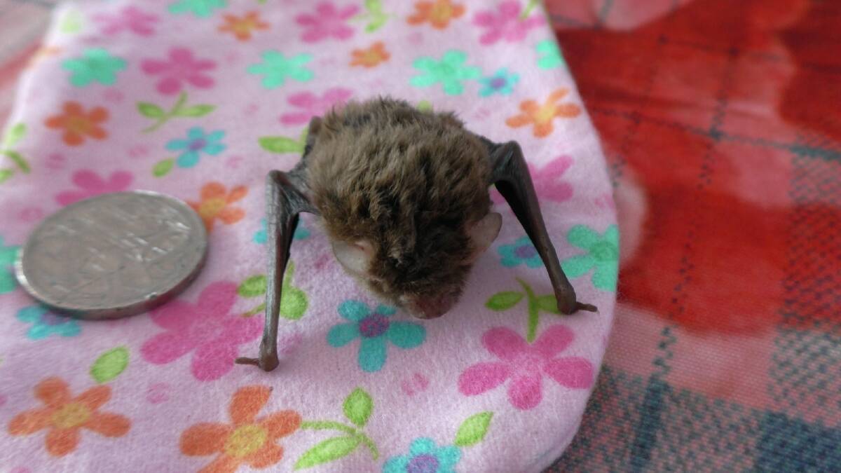 The bats will be looked after until September-October. Photo: Denise Morgan