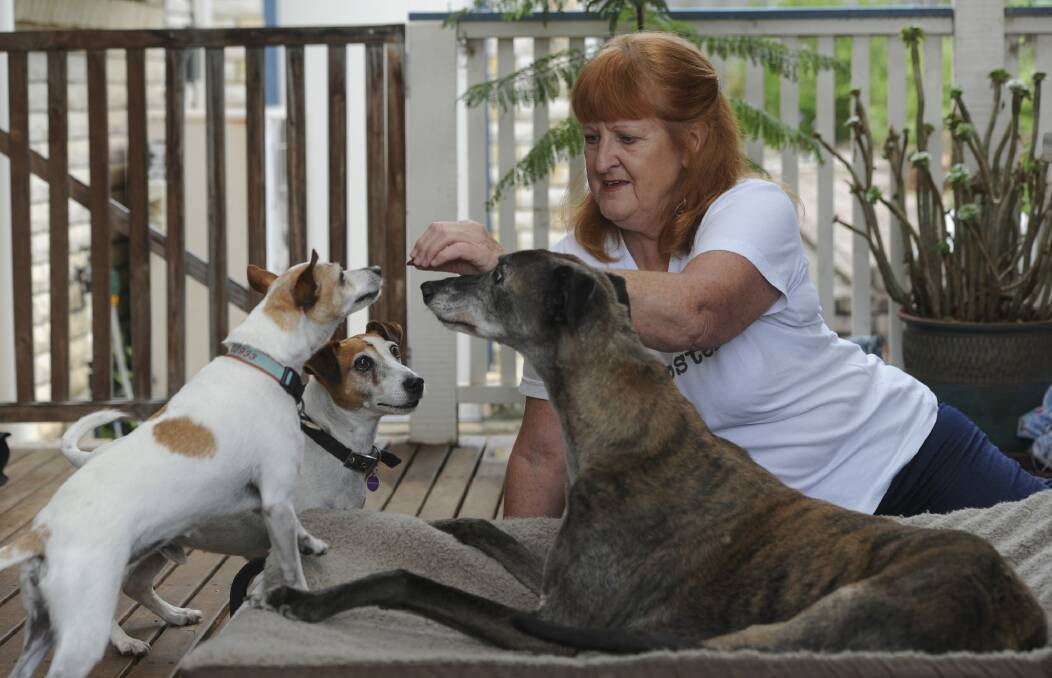 Foster dog carer for ACT Rescue and Foster, Helen Shannon with her dogs Max the greyhound and Poppy the mini Fox Terrier cross (blue collar) with Robbie a Jack Russell terrier currently up for adoption. Photo: Graham Tidy.