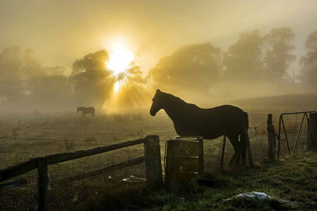 Stuart Row's shot of horses on a foggy autumn morning, taken near Coulter Drive in Belconnen.  Photo: Stuart Row