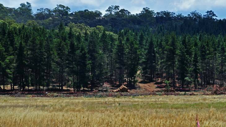 Work has begun about 500 metres from the existing Majura road. Photo: Katherine Griffiths