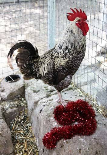 Douglas the rooster. Photo: Jeffrey Chan