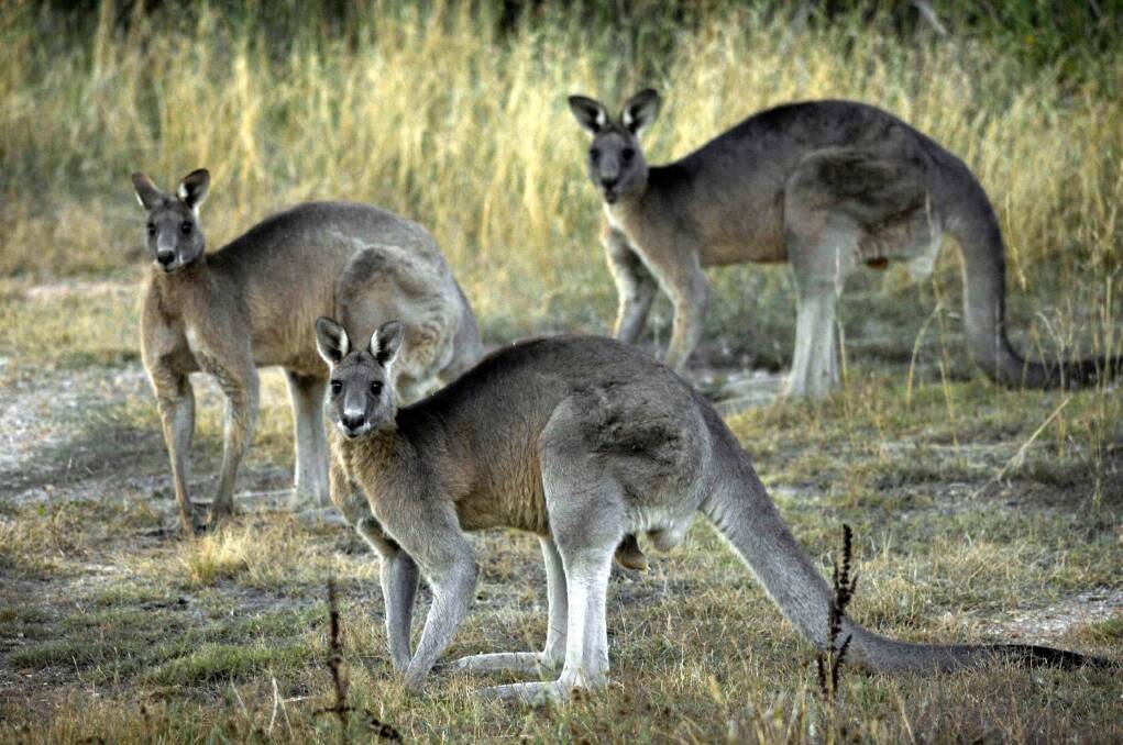Canberra's eastern grey kangaroos Photo: Mark Graham