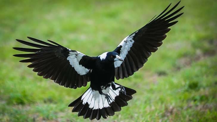 Magpie swooping season in Canberra. Photo: Katherine Griffiths