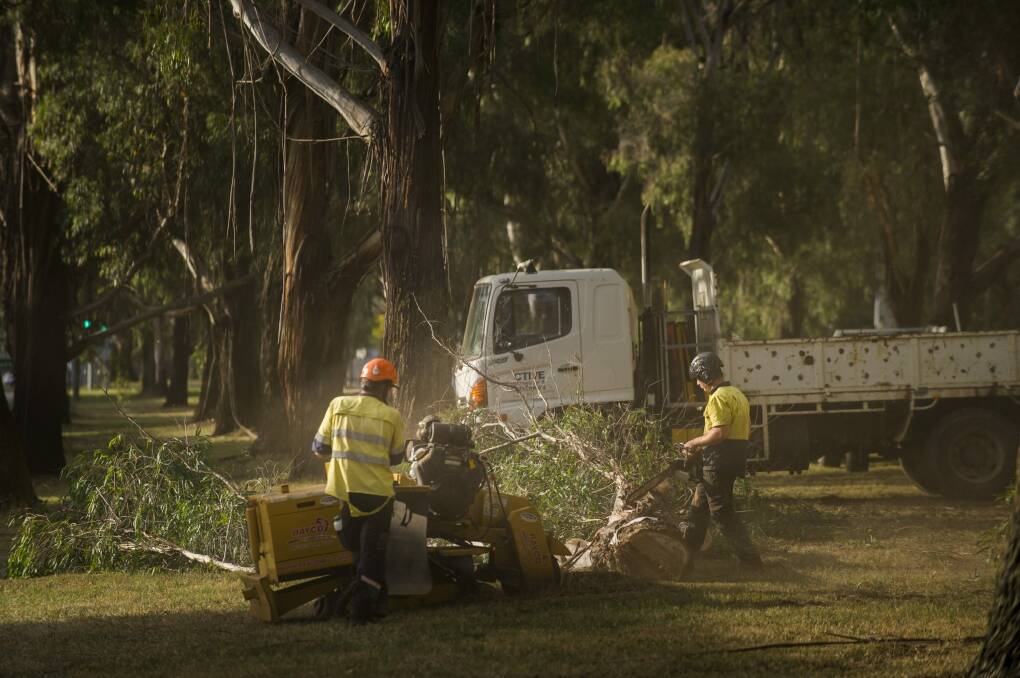 Tree removal under way on Canberra's Northbourne Avenue last week. Photo: Rohan Thomson