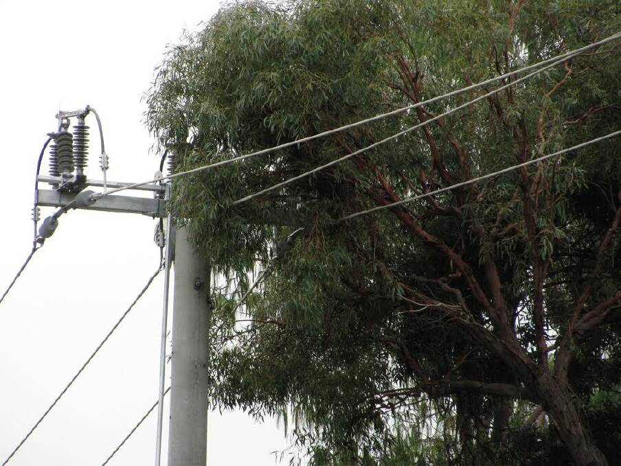ActewAGL wants stricter rules in place for vegetation near power poles in the ACT. Trees and other vegetation touching lines can spark fires and cause blackouts. Photo: supplied