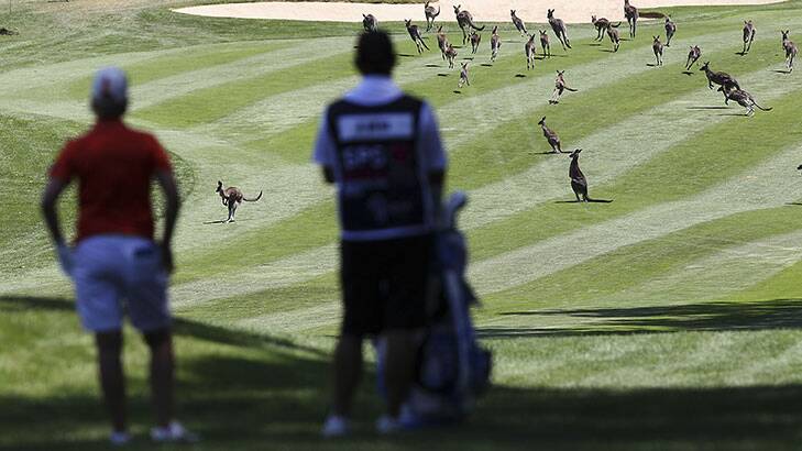 Karrie Webb of Australia waits for the kangaroos to clear the fairway during day one. Photo: Getty Images.