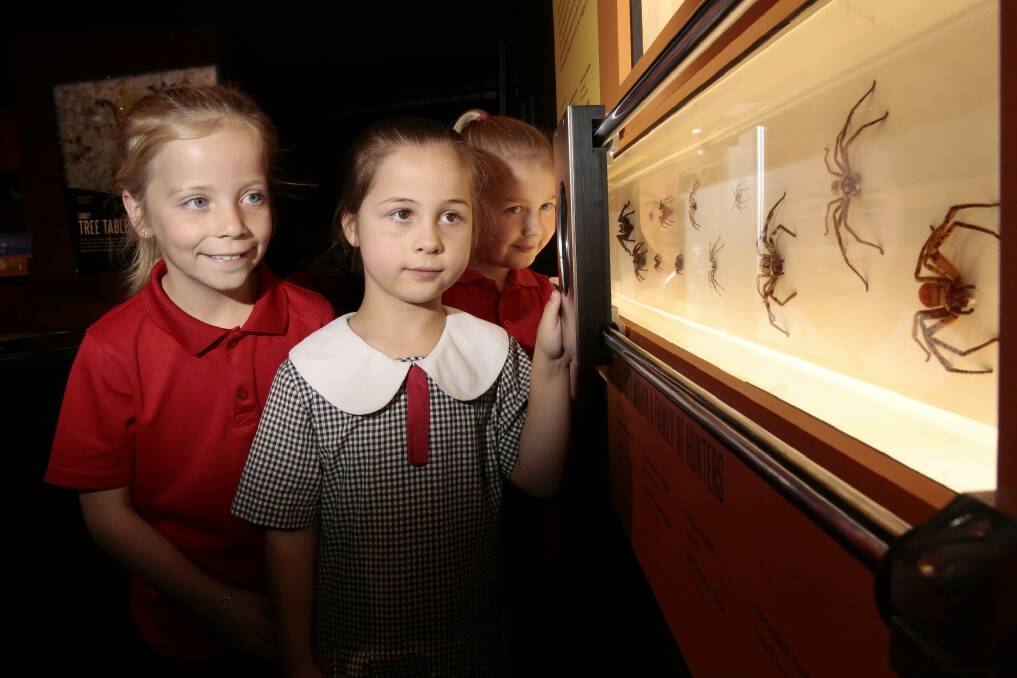 Year 3 students Charlee Parker, left, Ariel Thatcher and Reeana Argus-Casey are wary of the spider specimens. Photo: Jeffrey Chan