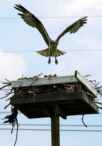 Osprey nest platform, Staten Island, NY. Photo: Supplied
