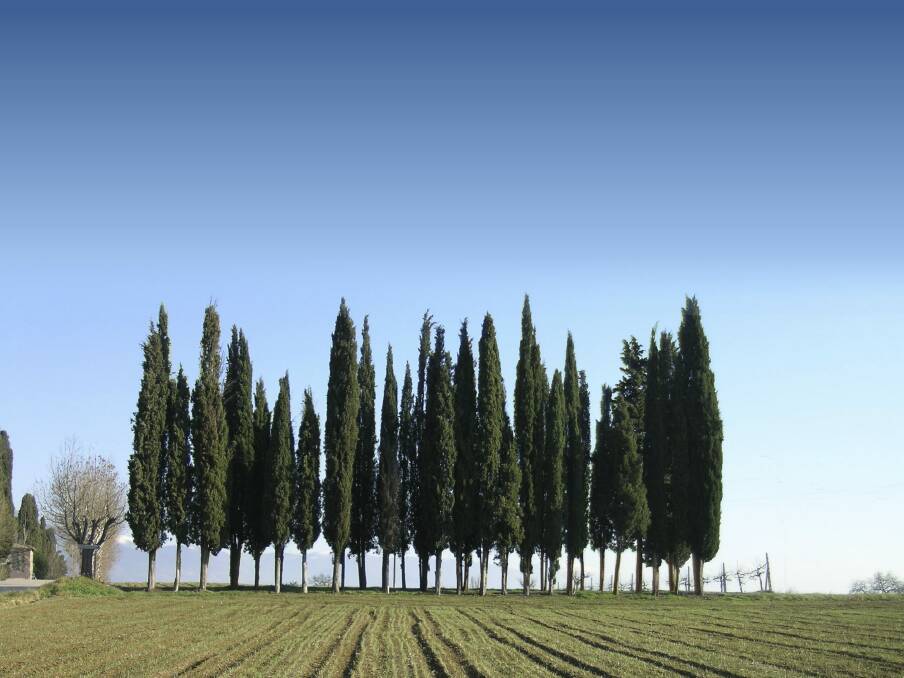 Cypresses come in many forms, from fat to triangular to elegantly columnar. Photo: iStock