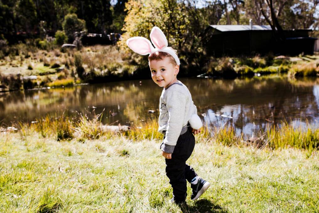 The Great Corin Forest Easter Egg Hunt on Good Friday. Kobe Ayers, 2, of Greenway. Photo: Jamila Toderas