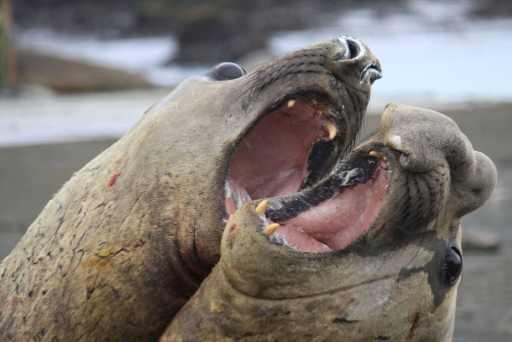 Antarctic elephant seals rehearse their songs.