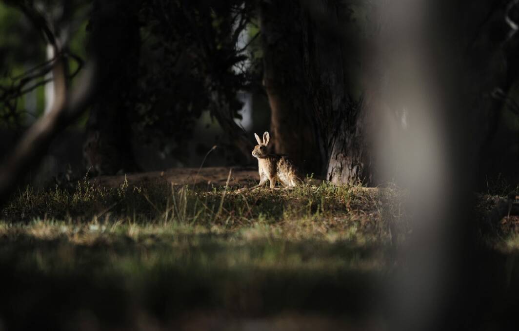Rabbits have bred in large numbers on Lake Burley Griffin's eastern foreshore. Photo: Melissa Adams 