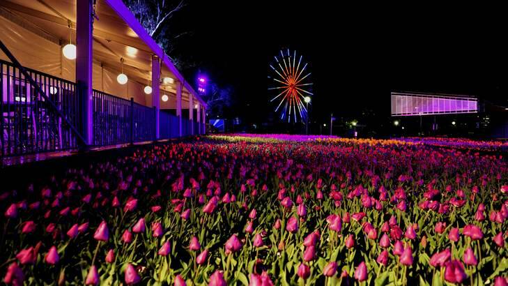 Floriade Nightfest topped the Like Canberra list. Photo: Melissa Adams