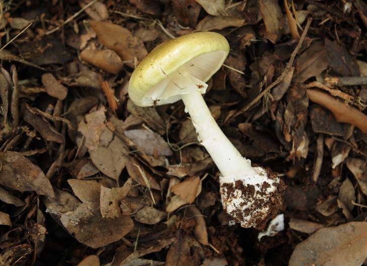 Death cap mushroom. ... two people have died. Photo: Marina Neil