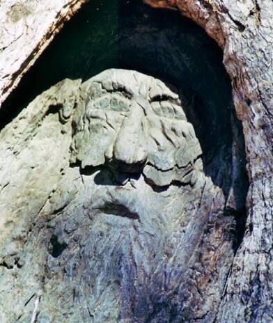The "face tree" near the Burke and Wills dig tree in outback Queensland. Photo: Blue Mountains City Council