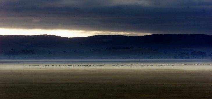 Sheep graze on a dry  Lake George near Canberra as dawn breaks. Photo: Mike Bowers