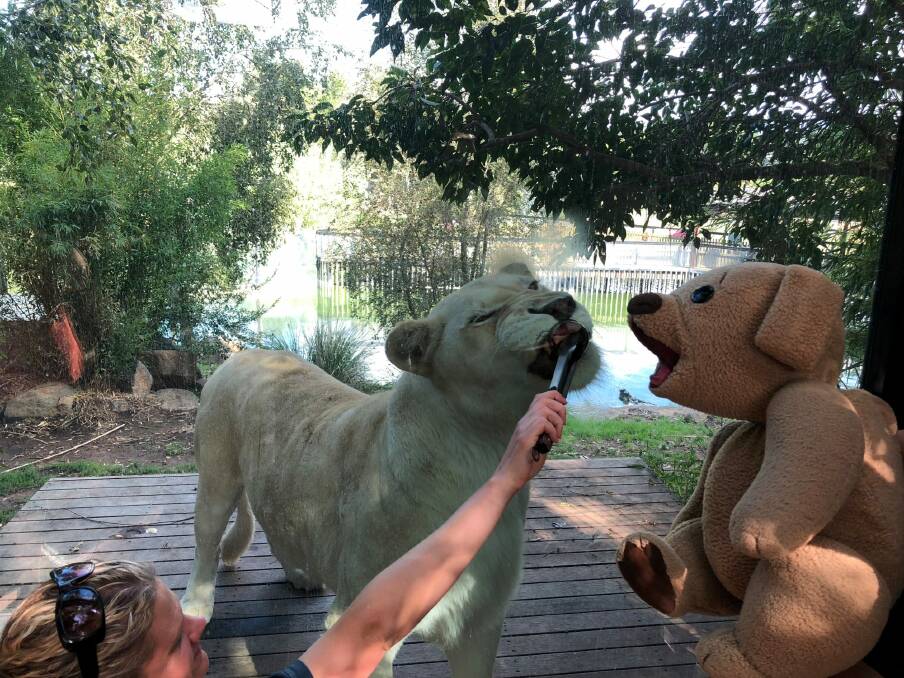 Ted E Bare helping to feed the lion at the National Zoo and Aquarium. Photo: Supplied by David Strassman