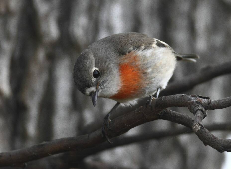 A female scarlet robin. The species is at risk of extinction in the next 50 years. Photo: Geoffrey Dabb