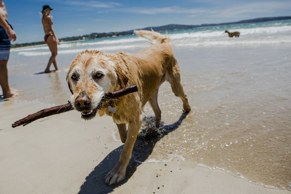 Flynn the golden retriever loves playing at the beach in summer. Photo: Jamila Toderas