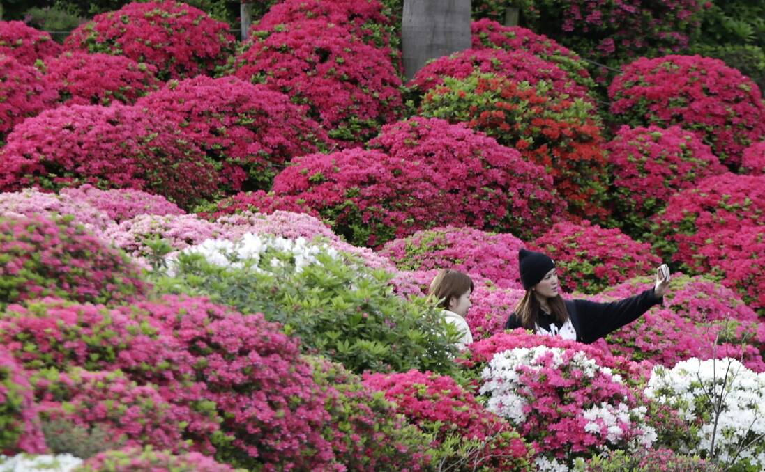 Azaleas are at their best in
Japanese-style gardens, shaped almost like miniature trees. Photo: Eugene Hoshiko