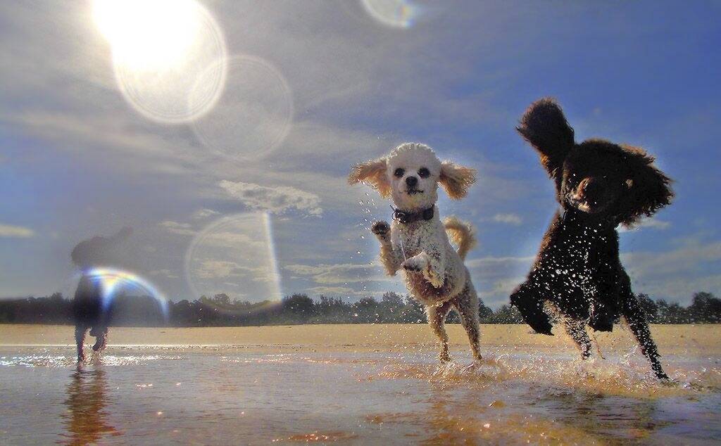 Alan Nicol won second place and $300 for a stunning shot of two poodles cooling off at Moruya Heads. Photo: Alan Nicol