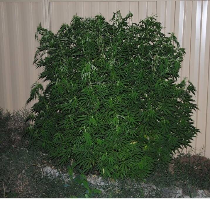 One of the cannabis plants found by police on the Richardson property. Photo: Supplied