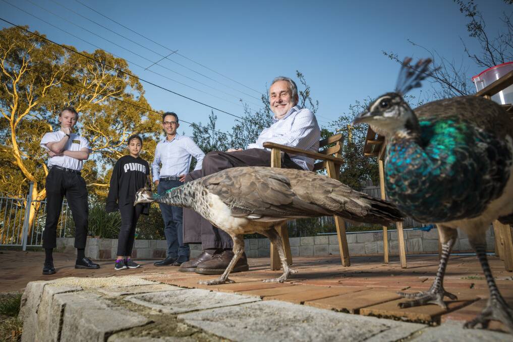 Nick DeWan,  Demi and George Katheklakis, and Tim DeWan are fond of the peafowl that visit their Narrabundah homes.  Photo: Sitthixay Ditthavong