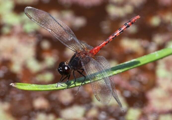 Harvey Perkins has taken more than 150 photos of dragonflies around the ACT for the Canberra Nature map. Photo: Harvey Perkins