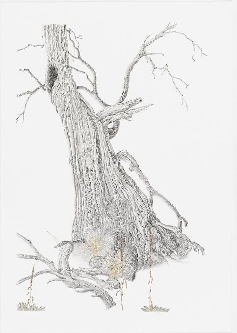 Artist Book Dieback Tree (Graphite and watercolour) by Sharon Field. Photo: Rob Little