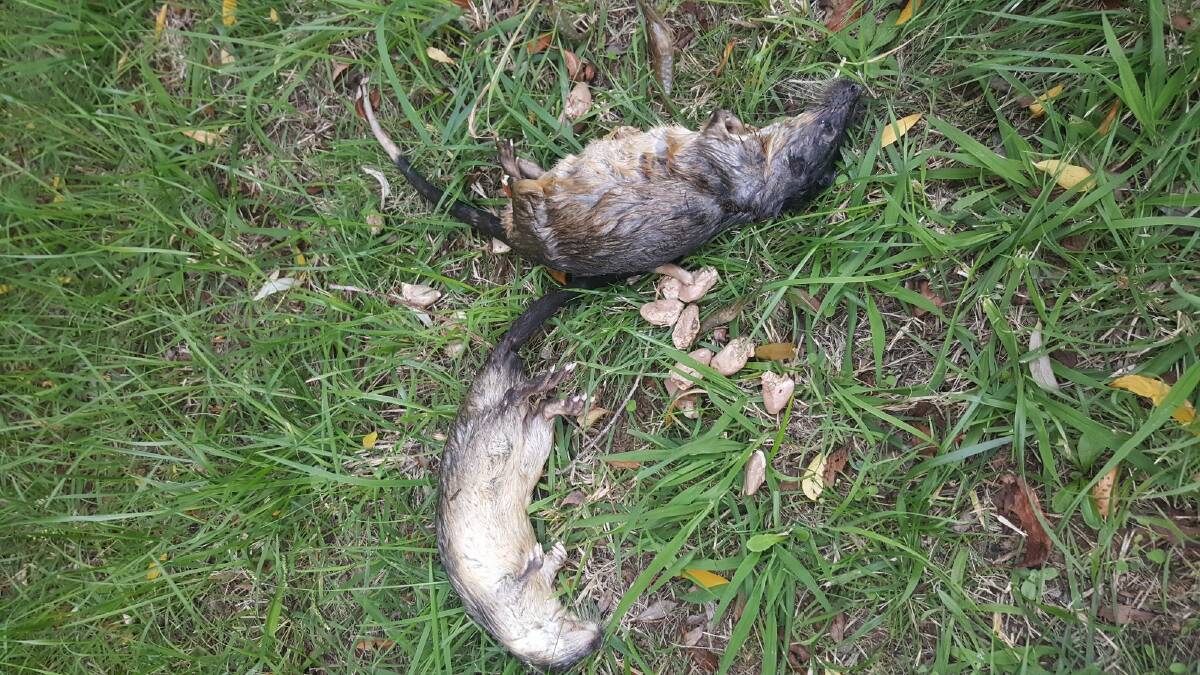 Two native water rats found killed by an illegal trap in Lake Burley Griffin. Photo: Georgina Connery