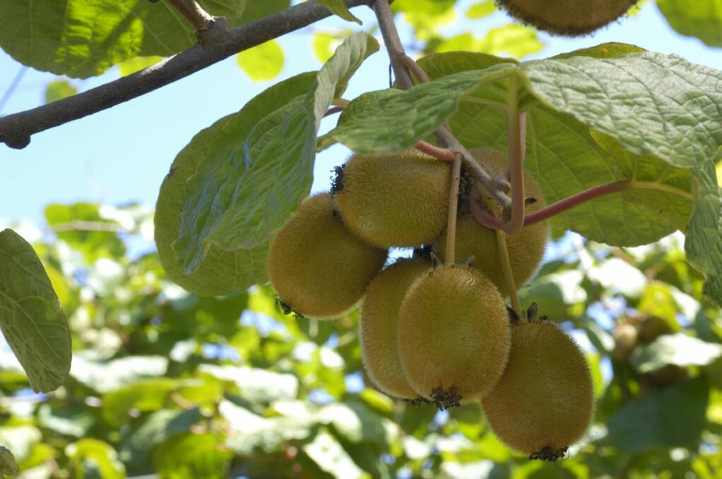 Established kiwifruit will survive frost, drought and being run over by a bulldozer. Photo: Getty