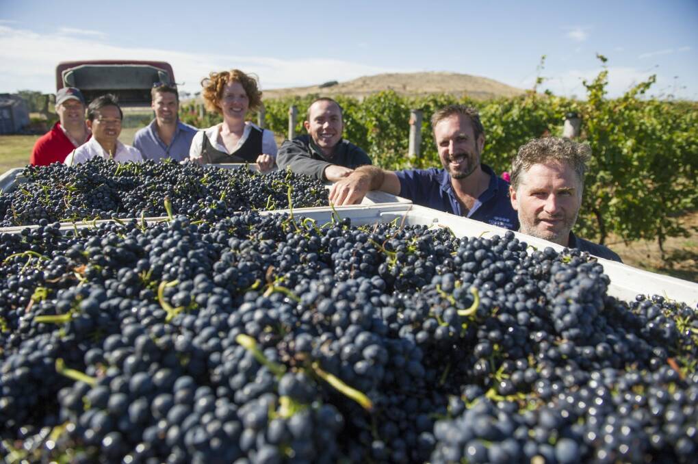 Wine makers from Canberra's wine region, Nick Spencer, Hongsar Channaibanya, Hamish Young, Sarah Collingwood, John Collingwood, Bill Crowe and Alex McKay harvesting shiraz grapes which will be bottled and sold to support Companion House. Photo: Jay Cronan