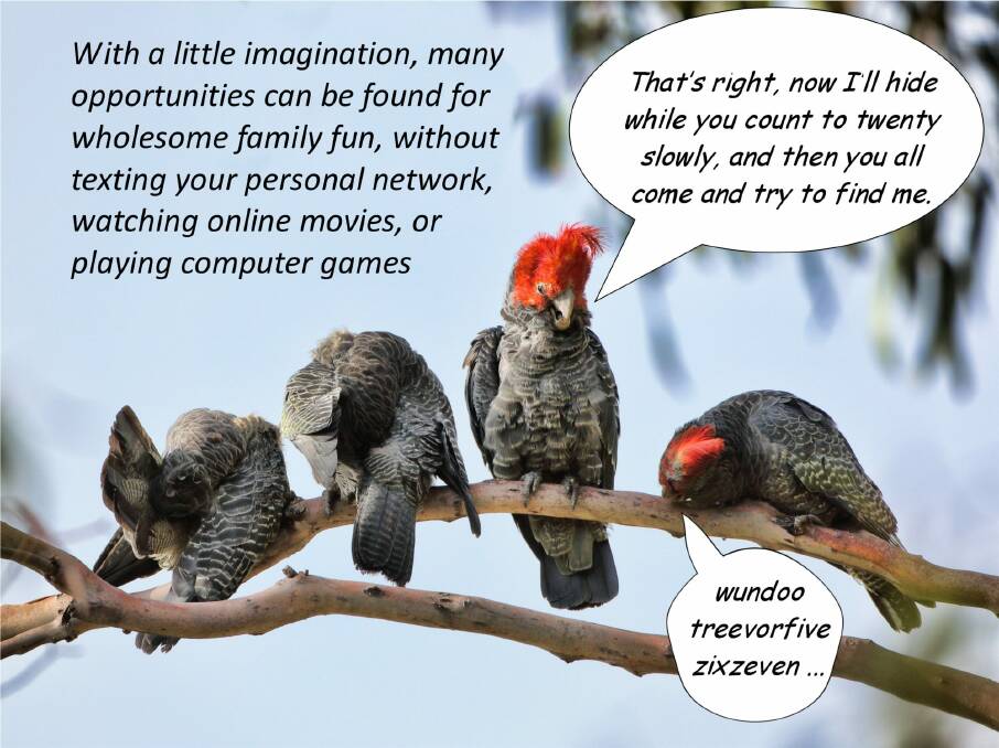 Gang-gang cockatoos at play were overheard by Geoffrey Dabb. Photo: Geoffrey Dabb