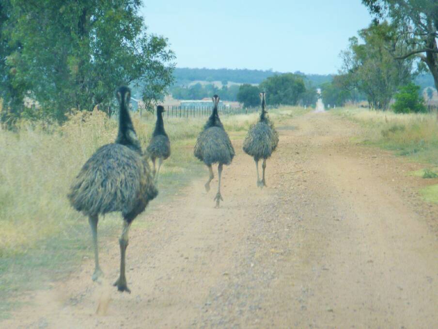 Emu! View out the front windscreen of the yowie mobile on a road near Narrandera. Photo: Tim the Yowie Man