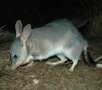 Kevin Rudd has asked for the Taronga Zoo bilby enclosure to be named after the new royal prince.
