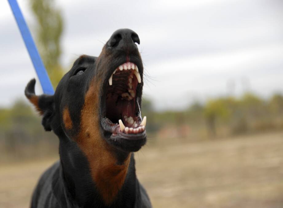 Domestic Animal Services has responded to almost 220 dog attacks this year. Photo: Supplied