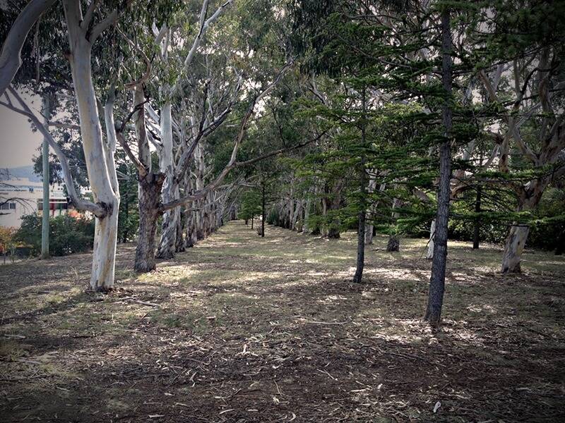 The avenue of trees at the back of Reid CIT are the relics of a bygone rail plan. Photo: ACT Heritage Council