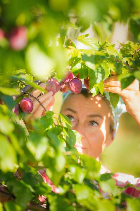 Plums are the traditional backyard standby.  Photo: Petri Jauhiainen