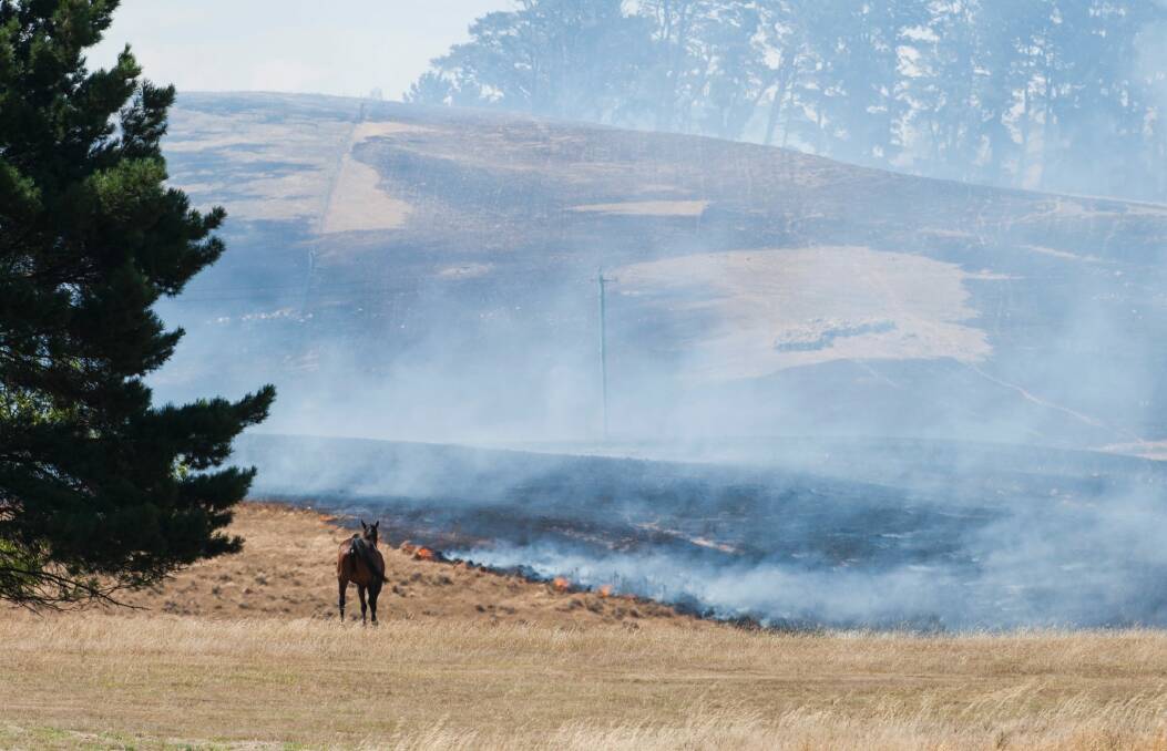 Horse watches on as Tarago fire spreads. Photo: Elesa Kurtz