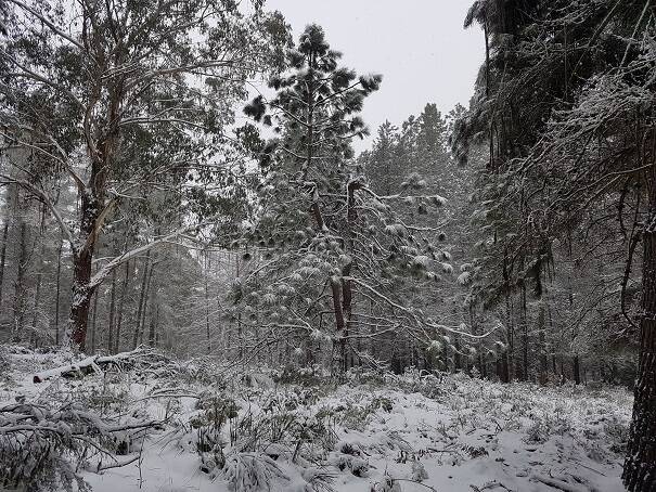 Snow covers the Mexican pine at the Bendora Arboretum about 8.45am on Sunday. Photo: Brandon Galpin