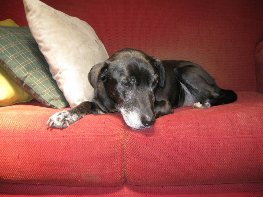 Millie, Nigel Featherstone's Labrador and companion.