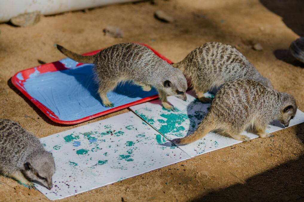 Meerkats working on some paw paintings for sale at the art exhibition at the National Zoo and Aquarium. Photo: Jamila Toderas Photo: Jamila Toderas