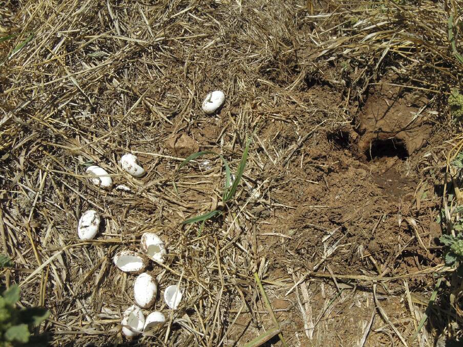 Broken turtle eggs left behind by a pair of foxes at Jerrabomberra Wetlands. Photo: Supplied