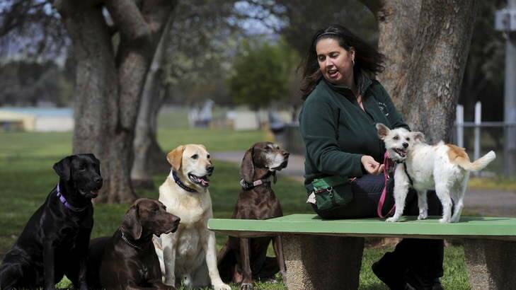 Joanne Hagan, office manager and instructor at the ACT Companion Dog Club in Symonston, will celebrate the club's 30th birthday on Sunday. Photo: Graham Tidy